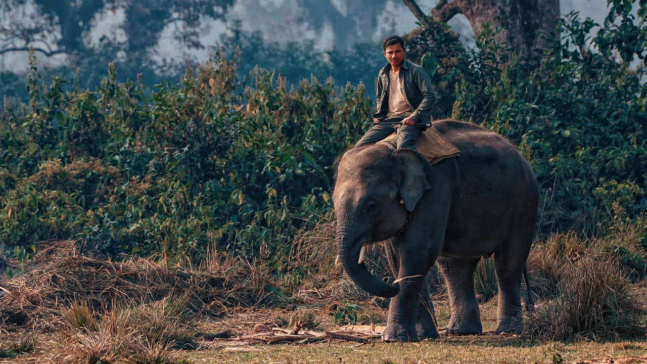 Man riding an elephant during a jungle safari in Chitwan National Park, Nepal, surrounded by dense forest and wildlife.